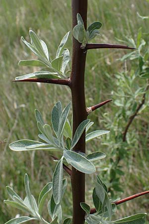 Elaeagnus angustifolia \ Schmalblttrige lweide / Narrow-Leaved Oleaster, Russian Olive, A Seewinkel, Apetlon 8.5.2022