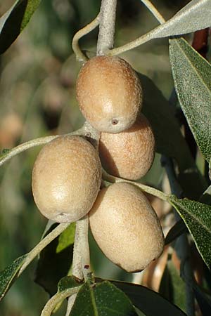 Elaeagnus angustifolia \ Schmalblttrige lweide / Narrow-Leaved Oleaster, Russian Olive, A Seewinkel, Podersdorf 23.9.2022