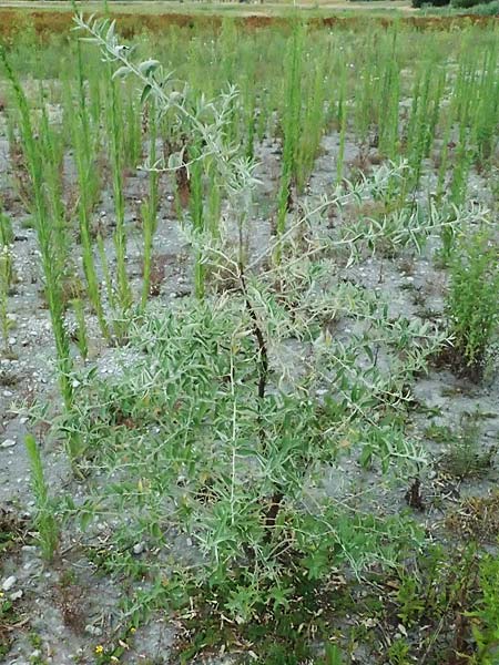 Elaeagnus angustifolia \ Schmalblttrige lweide / Narrow-Leaved Oleaster, Russian Olive, A Seewinkel, St. Andrä 12.7.2023