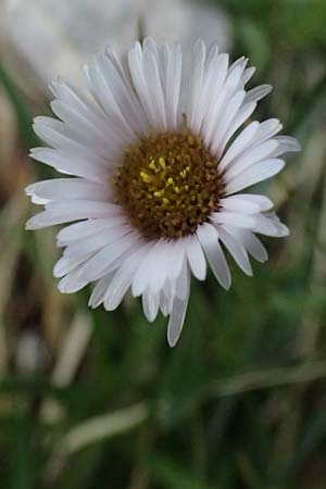 Erigeron alpinus \ Alpen-Berufkraut / Alpine Fleabane, A Admont 5.7.2024