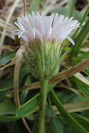 Erigeron alpinus \ Alpen-Berufkraut / Alpine Fleabane, A Admont 5.7.2024