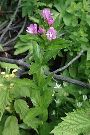 Epilobium alpestre \ Quirlblttriges Weidenrschen / Alpine Willowherb, A Trenchtling 6.7.2024