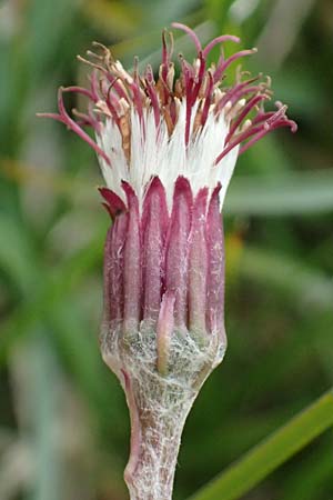Erigeron alpinus \ Alpen-Berufkraut / Alpine Fleabane, A Trenchtling 6.7.2024