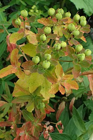 Euphorbia austriaca \ �sterreicher Wolfsmilch / Austrian Spurge, A Admont 7.7.2024