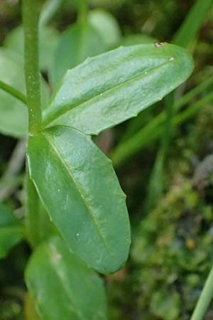 Epilobium alsinifolium \ Mierenblttriges Weidenrschen / Chickweed Willowherb, A Kolm Saigurn 2.7.2025