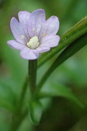 Epilobium alsinifolium \ Mierenblttriges Weidenrschen / Chickweed Willowherb, A Kolm Saigurn 2.7.2025