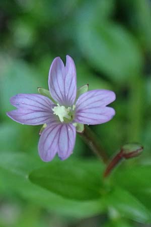Epilobium alsinifolium \ Mierenblttriges Weidenrschen / Chickweed Willowherb, A Kolm Saigurn 2.7.2025