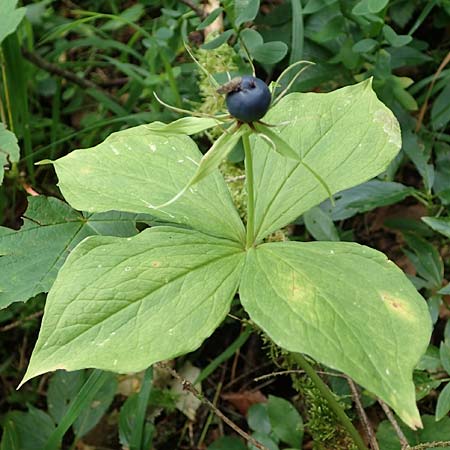 Paris quadrifolia \ Einbeere / Herb Paris, A Windischgarsten 30.7.2021
