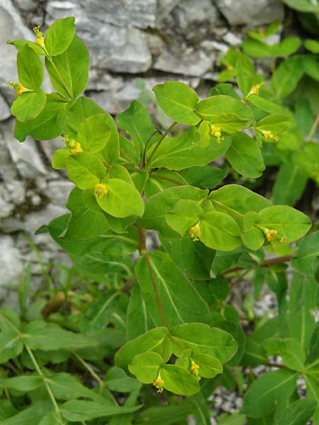 Euphorbia carniolica \ Krainer Wolfsmilch / Carniolan Spurge, A K&auml;rnten/Carinthia, Tr&ouml;gerner Klamm 18.5.2016