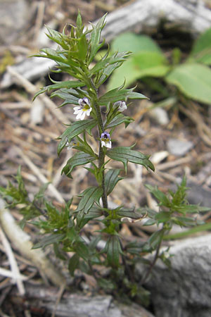 Euphrasia cuspidata \ Krainer Augentrost / Carniolan Eyebright, A Hinterotter 3.8.2011