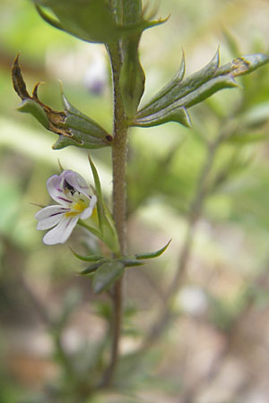 Euphrasia cuspidata \ Krainer Augentrost / Carniolan Eyebright, A Hinterotter 3.8.2011