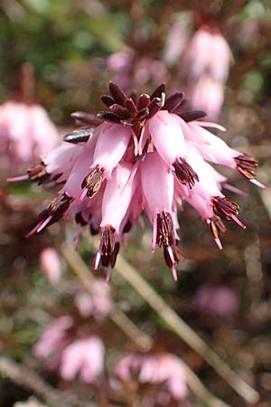 Erica carnea \ Schnee-Glockenheide / Winter Heath, A Kärnten/Carinthia, Hochstuhl 17.5.2016