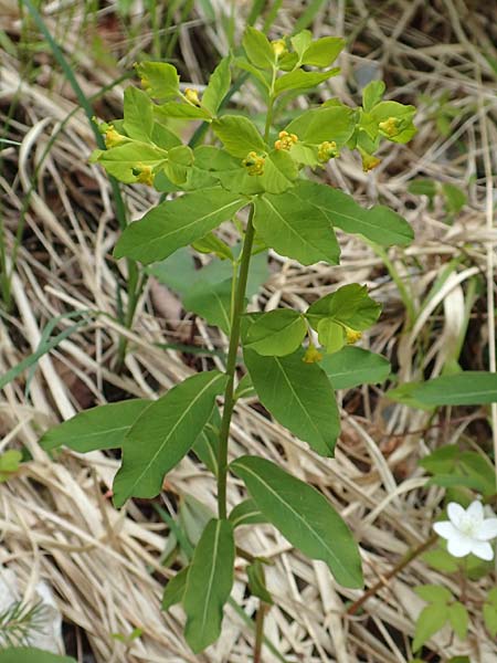 Euphorbia carniolica \ Krainer Wolfsmilch / Carniolan Spurge, A K&auml;rnten/Carinthia, Tr&ouml;gerner Klamm 18.5.2016