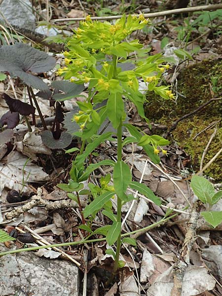 Euphorbia carniolica \ Krainer Wolfsmilch / Carniolan Spurge, A K&auml;rnten/Carinthia, Tr&ouml;gerner Klamm 18.5.2016