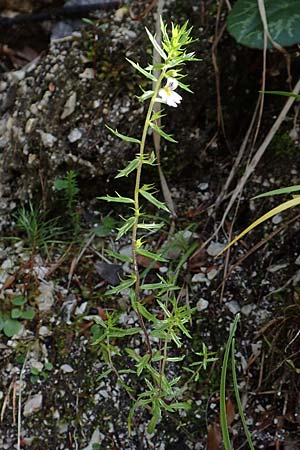 Euphrasia cuspidata \ Krainer Augentrost / Carniolan Eyebright, A Kärnten/Carinthia, Tscheppa - Schlucht / Gorge 20.8.2016