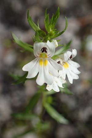 Euphrasia cuspidata \ Krainer Augentrost / Carniolan Eyebright, A Kärnten/Carinthia, Tscheppa - Schlucht / Gorge 20.8.2016