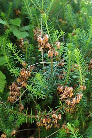 Erica carnea \ Schnee-Glockenheide / Winter Heath, A Kraubath (Mur) 27.6.2021