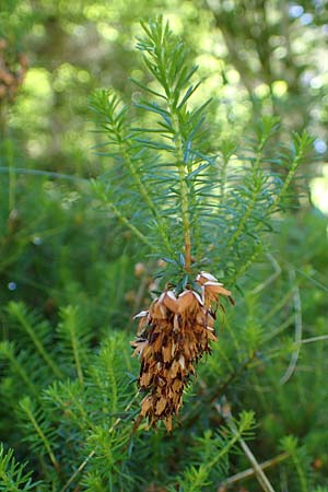 Erica carnea \ Schnee-Glockenheide / Winter Heath, A Kraubath (Mur) 27.6.2021