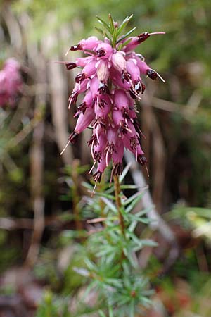 Erica carnea \ Schnee-Glockenheide / Winter Heath, A Türnitz 6.5.2022