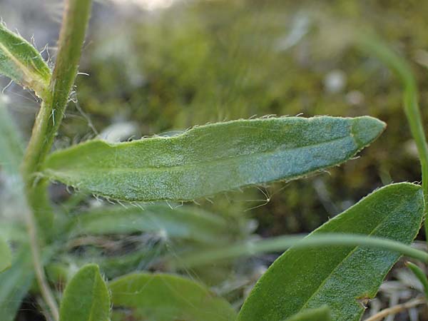 Erigeron glabratus subsp. candidus \ Kahles Berufkraut, A Kärnten, Koralpe 3.7.2022