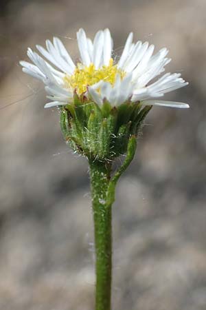 Erigeron glabratus subsp. candidus \ Kahles Berufkraut, A Kärnten, Koralpe 3.7.2022