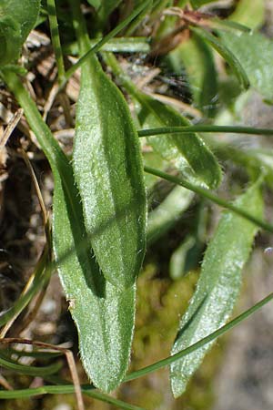 Erigeron glabratus subsp. candidus \ Kahles Berufkraut, A Kärnten, Koralpe 3.7.2022