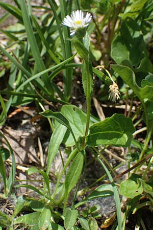 Erigeron glabratus subsp. candidus \ Kahles Berufkraut, A Kärnten, Koralpe 3.7.2022