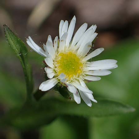 Erigeron glabratus subsp. candidus \ Kahles Berufkraut, A Kärnten, Koralpe 3.7.2022