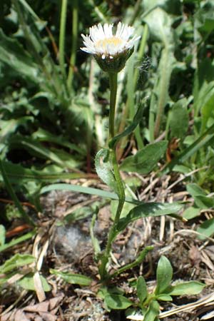 Erigeron glabratus subsp. candidus \ Kahles Berufkraut, A Kärnten, Koralpe 3.7.2022