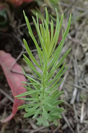 Euphorbia cyparissias \ Zypressen-Wolfsmilch / Cypress Spurge, A Ladendorf 12.6.2026