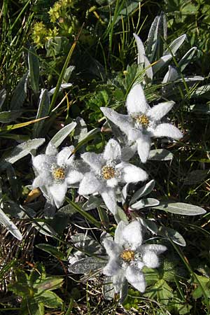 Leontopodium alpinum \ Edelwei / Edelweiss, A Trenchtling 3.7.2010