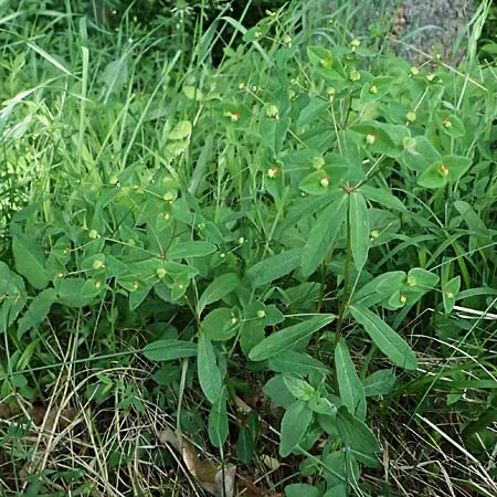 Euphorbia dulcis \ Se Wolfsmilch / Sweet Spurge, A Gaspoltshofen 9.5.2025