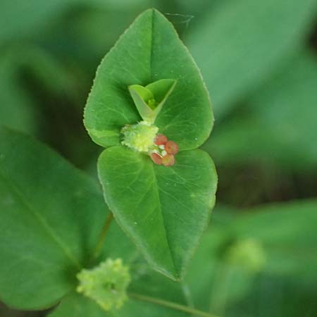 Euphorbia dulcis \ Se Wolfsmilch / Sweet Spurge, A Gaspoltshofen 9.5.2025