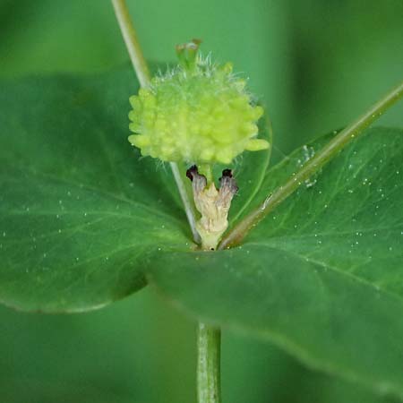 Euphorbia dulcis \ Se Wolfsmilch / Sweet Spurge, A Gaspoltshofen 9.5.2025