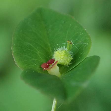 Euphorbia dulcis \ Se Wolfsmilch / Sweet Spurge, A Gaspoltshofen 9.5.2025