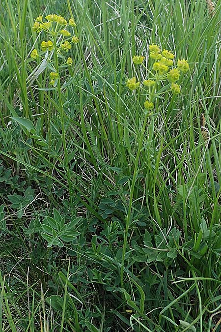 Euphorbia cyparissias \ Zypressen-Wolfsmilch / Cypress Spurge, A Seewinkel, Podersdorf 10.5.2022