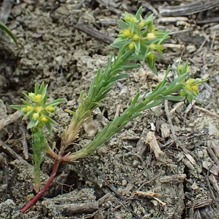Euphorbia exigua \ Kleine Wolfsmilch / Dwarf Spurge, A Ladendorf 12.6.2026