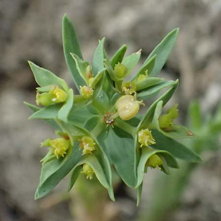 Euphorbia exigua \ Kleine Wolfsmilch / Dwarf Spurge, A Ladendorf 12.6.2026
