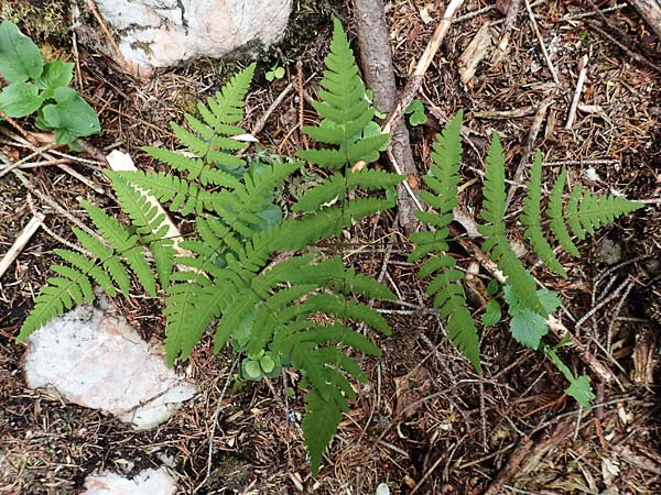 Gymnocarpium dryopteris \ Eichenfarn / Oak Fern, A Neuhaus am Zellerrain 2.7.2019