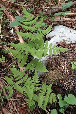 Gymnocarpium dryopteris \ Eichenfarn / Oak Fern, A Neuhaus am Zellerrain 2.7.2019