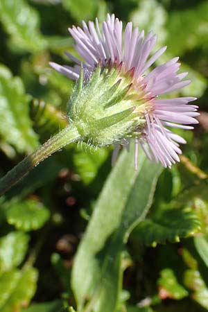 Erigeron glabratus \ Koralpen-Berufkraut / Koralpe Fleabane, A Kärnten/Carinthia, Petzen 8.8.2016