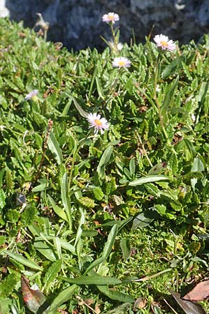 Erigeron glabratus \ Koralpen-Berufkraut / Koralpe Fleabane, A Kärnten/Carinthia, Petzen 8.8.2016