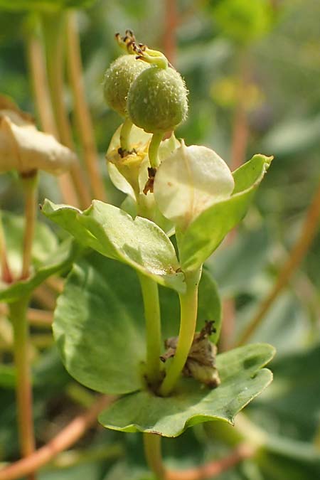 Euphorbia nicaeensis subsp. glareosa \ Pannonische Wolfsmilch / Pannonian Spurge, A Wien 10.7.2023