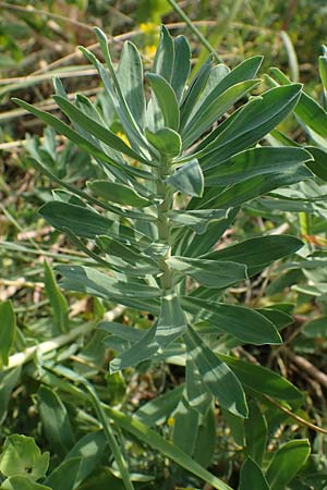Euphorbia nicaeensis subsp. glareosa \ Pannonische Wolfsmilch / Pannonian Spurge, A Wien 10.7.2023
