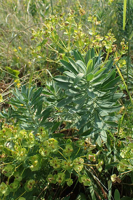 Euphorbia nicaeensis subsp. glareosa \ Pannonische Wolfsmilch / Pannonian Spurge, A Wien 10.7.2023