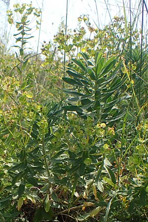 Euphorbia nicaeensis subsp. glareosa \ Pannonische Wolfsmilch / Pannonian Spurge, A Wien 10.7.2023