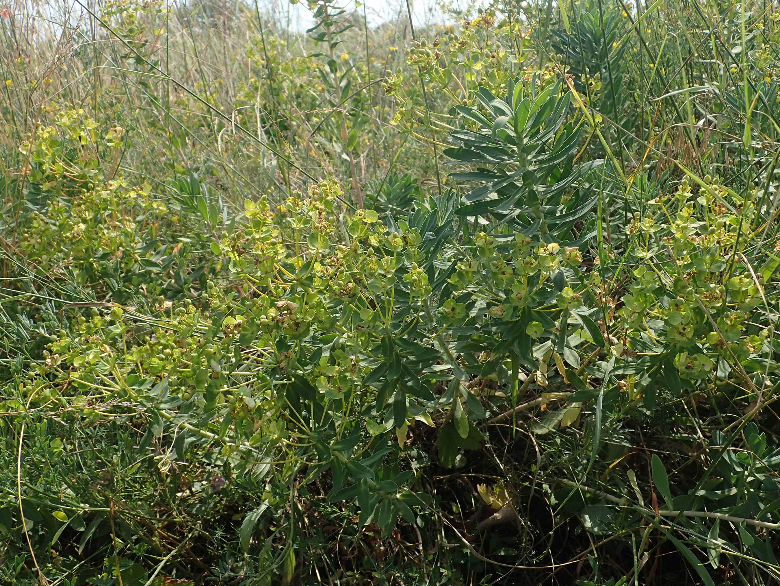 Euphorbia nicaeensis subsp. glareosa \ Pannonische Wolfsmilch / Pannonian Spurge, A Wien 10.7.2023
