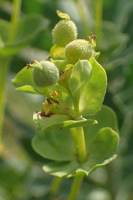Euphorbia nicaeensis subsp. glareosa \ Pannonische Wolfsmilch / Pannonian Spurge, A Wien 10.7.2023