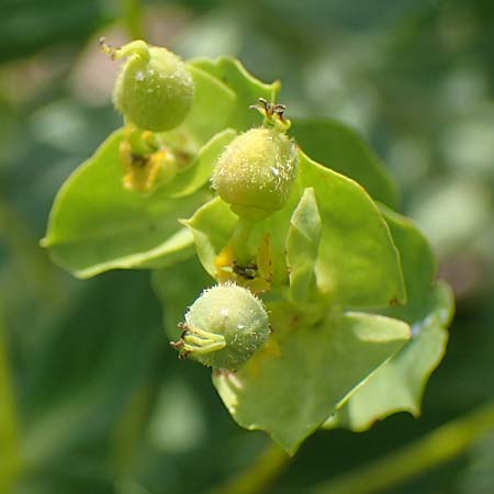 Euphorbia nicaeensis subsp. glareosa \ Pannonische Wolfsmilch / Pannonian Spurge, A Wien 10.7.2023