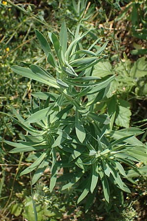 Euphorbia nicaeensis subsp. glareosa \ Pannonische Wolfsmilch / Pannonian Spurge, A Wien 10.7.2023